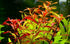 Aquatic Discounts 4 BUY2GET1FREE! Types of Easy/Beginner Live Aquarium Plants - Anubias + Amazon Sword + Ludwigia +