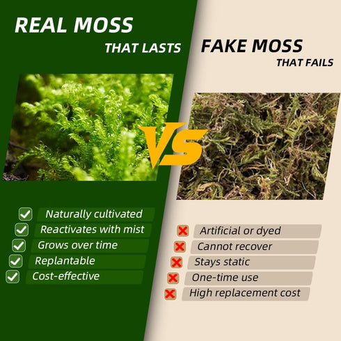 Pack 2 Live Moss Duo Types of Real Live Sheet/Sphagnum Moss for Terrariums, Terrarium Mosses Landscaping, Reptile Tank