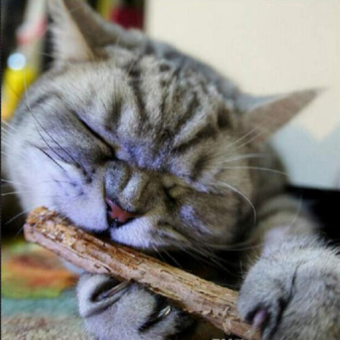 Smokey's Stash 10 Catnip Alternative Matatabi Silvervine Sticks for Cats, Potent Chew Toy for Clean Teeth
