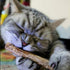 Smokey's Stash 10 Catnip Alternative Matatabi Silvervine Sticks for Cats, Potent Chew Toy for Clean Teeth