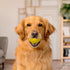 Playology Dual Layer Ball for Dogs - All Natural Chicken Scented Yellow Toy - Jumbo Sized for Large Dogs (50 lbs +)