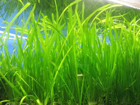 Marcus Fish Tanks 6 Jungle Val - Jungle Vallisneria Live Aquarium Freshwater