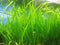 Marcus Fish Tanks 6 Jungle Val - Jungle Vallisneria Live Aquarium Freshwater