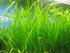 Marcus Fish Tanks 6 Jungle Val - Jungle Vallisneria Live Aquarium Freshwater