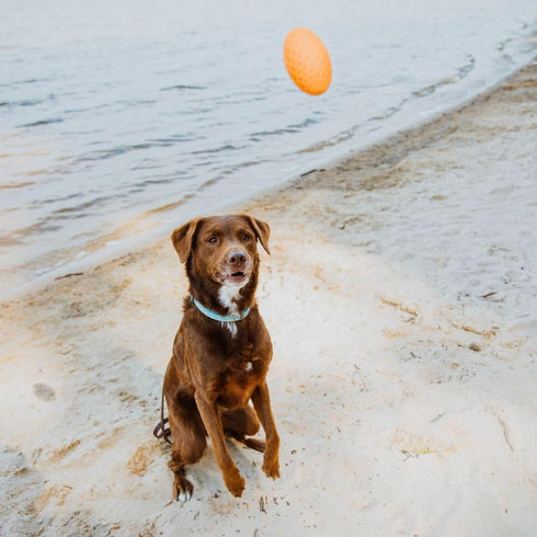 Hound2O Dog Chew Toys - Squeaky Football, Orange, Durable & Non-Toxic for Outdoor Play and Fetching
