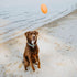 Hound2O Dog Chew Toys - Squeaky Football, Orange, Durable & Non-Toxic for Outdoor Play and Fetching
