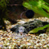 Snail Catcher Plastic Aquarium Snail Trap Box with Fishing Line and Sucker for Fish Tank