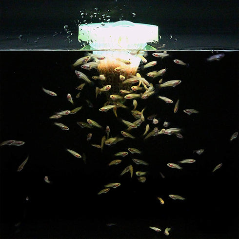 (250000+Egg) 3 64% A.D.P. UTH Fish Food Fresh Eggs Fairy Shrimp g. Best Tropical Fish Food Grow Faster & Color Enhancer