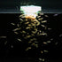 (250000+Egg) 3 64% A.D.P. UTH Fish Food Fresh Eggs Fairy Shrimp g. Best Tropical Fish Food Grow Faster & Color Enhancer