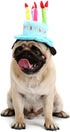 Cute Dog Cat Birthday Cake Hat, Pet Cap with 5 Color Candles Design, Custom Accessory (One Size Fits Most, Blue)