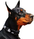 Rhea Rose Cow Print Dog Collar, Animal Pattern in White and Black for Large Dogs