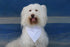 2 Pack Blank Dog Collar Bandana, White Cotton for Small Pets