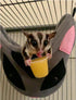 Marmosets, Nectar Pods (Pineapple) - Calcium-Fortified Jelly Fruit Treat - Sugar Gliders, Squirrels, Parrots