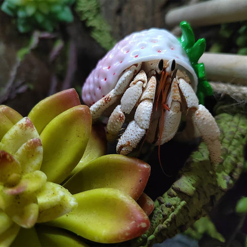 Opaeroo 3.5cm White Strawberries Shape Designs Hermit Crab Shells for Home Decorations Hermit Crab Supplies and DIY