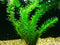 Aquatic Discounts Anacharis - Very Easy and Beautiful Live Aquarium (Pond) Plant, Great for