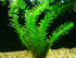 Aquatic Discounts 4 BUY2GET1 Anacharis + Hornwort + Java Fern + Java Moss - Types of Easy/Beginner Live Aquarium Plants