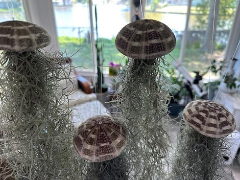 Generic 3 Set- Jellyfish Hanging Sea Urchin & Spanish Moss Air Plant, Tillandsia Air Plant, Live Airplant, Healthy