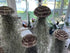Generic 3 Set- Jellyfish Hanging Sea Urchin & Spanish Moss Air Plant, Tillandsia Air Plant, Live Airplant, Healthy