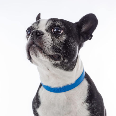 Waterproof Durable Dog Collar, Soft Lightweight Adjustable Collar for Active Dogs (Small, Blueberry Blue)