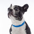 Waterproof Durable Dog Collar, Soft Lightweight Adjustable Collar for Active Dogs (Small, Blueberry Blue)