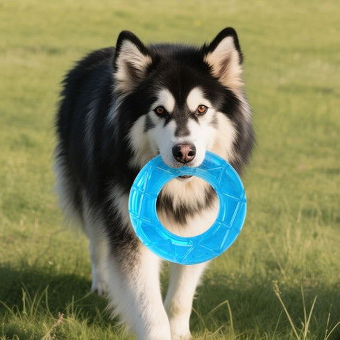 CTDWNT Summer,Dog Pet Teether Cooling Chew Toy for Dogs,Dog Cooling Chew Toys Puppy Teething Ring Freeze Dogs Toys