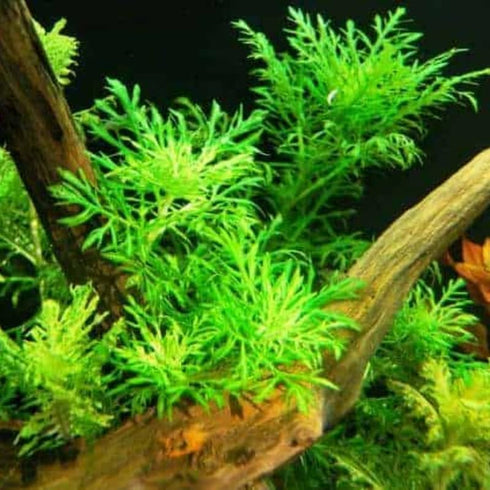 5-7 Water Wisteria Aquarium Live Plant Stems, Water Wisteria Live Aquatic Plants for Freshwater Aquarium, Live Aquarium