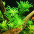 5-7 Water Wisteria Aquarium Live Plant Stems, Water Wisteria Live Aquatic Plants for Freshwater Aquarium, Live Aquarium