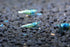 1/4 1/2 inch (5 Blue Bolt Shrimp - Live Freshwater Aquarium Shrimp - to Long Shrimp)