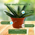 6 inch BubbleBlooms Sansevieria Boncel Starfish Rare Snake Plant