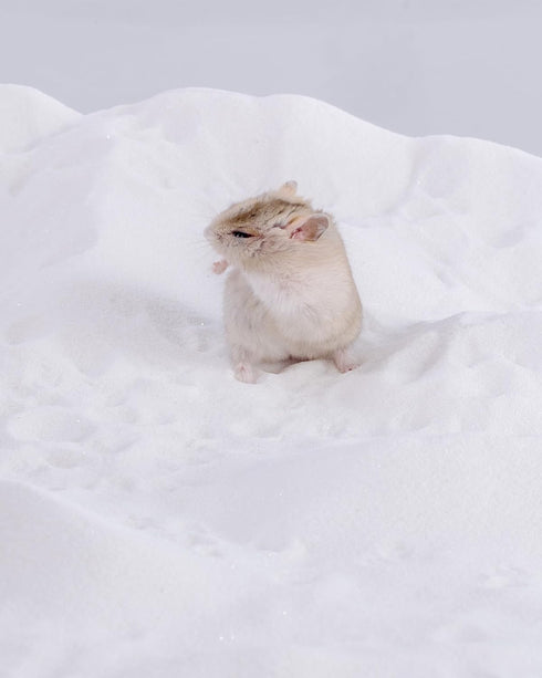Chinchillas 6LB/96oz) Niteangel Hamster Desert Bath Sand | No-Dust Bath or Potty Litter for Hamster Gerbil Mice Degu