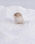 Chinchillas 6LB/96oz) Niteangel Hamster Desert Bath Sand | No-Dust Bath or Potty Litter for Hamster Gerbil Mice Degu
