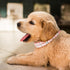 KUDES Small Dog Cat Pearl Collars with Crystal Rhinestone Diamond Décor, Adjustable Fashion PU Leather for Small Pets