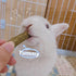 20 Chinchillas Grddaef PCS Bunny Chew Toys for Teeth, Natural Rabbit Toys Apple Wood Grass Timothy Sticks Chew