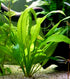 Aquatic Discounts 4 BUY2GET1FREE! Types of Easy/Beginner Live Aquarium Plants - Anubias + Amazon Sword + Ludwigia +