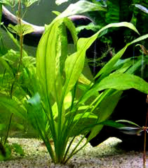 Aquatic Discounts Amazon Sword - Beautiful Live Aquarium Plant, Great for Betta, Guppy, Cherry