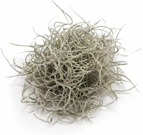Generic 3 Set- Jellyfish Hanging Sea Urchin & Spanish Moss Air Plant, Tillandsia Air Plant, Live Airplant, Healthy