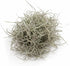 Generic 3 Set- Jellyfish Hanging Sea Urchin & Spanish Moss Air Plant, Tillandsia Air Plant, Live Airplant, Healthy