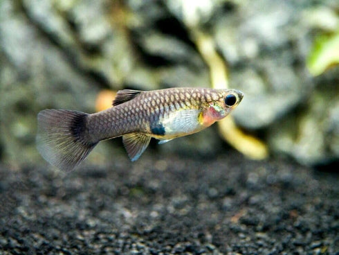 Generic 1 +2 Trio Blue Moscow Live Guppy Fish VIP Grade A, Free Yellow Back Shrimp