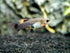 Generic 1 +2 Trio Blue Moscow Live Guppy Fish VIP Grade A, Free Yellow Back Shrimp