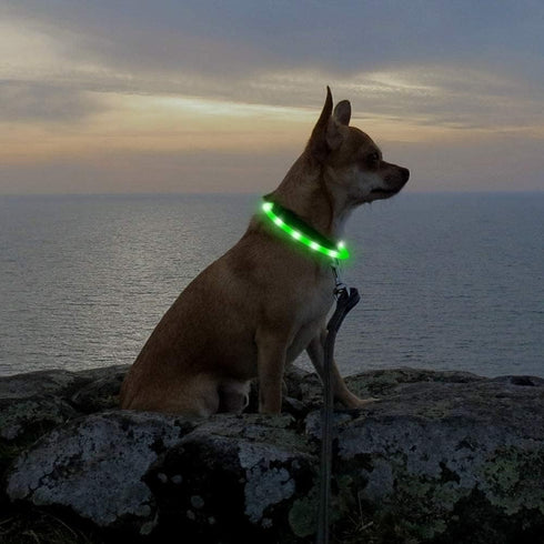 LED Dog Collar - HIGO Light Up Dog Collars, USB Rechargeable Necklace Light for Dogs Walking at Night