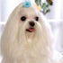 24pcs/12pairs Dog Hair Flowers with Rubber Band for Puppy Small Medium Animals, Mixed Color Grooming Accessories