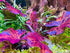 AquaLeaf Aquatics Bulbs 72F Red Tiger Lotus - Freshwater Aquatic Plant | Sprouts in Tanks Under