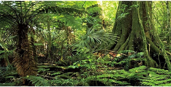 AWERT 30x18 inches Forest Terrarium Background – Stone Green Huge Tree Reptile Habitat Background for Tropical