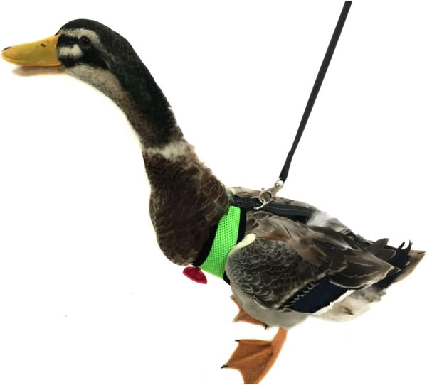 Chicken Harness Hen Size with 6-foot Matching Belt - Adjustable, Comfortable, Breathable, Small Size for Chicken, Duck