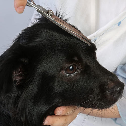 Chibuy Dog Grooming Scissors with Safety Round Tips, 4CR Stainless Steel for Dogs, Cats & Furry Animals