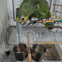 Parrot Feeding Cups - Stainless Steel Hanging Bowls for Small and Medium Birdcage Accessories