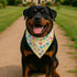 YJIKRTVT Easter Dog Bandana, Colorful Easter Egg Triangle Pet Scarf for Small Medium Dogs, Cute Spring Holiday Puppy