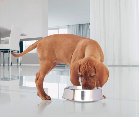 ICONIC PET 2 Pack Stainless Steel Non-Skid Pet Bowls, 16 Oz, Raised Rim, Dishwasher Safe for Dog or Cat