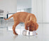 ICONIC PET 2 Pack Stainless Steel Non-Skid Pet Bowls, 16 Oz, Raised Rim, Dishwasher Safe for Dog or Cat