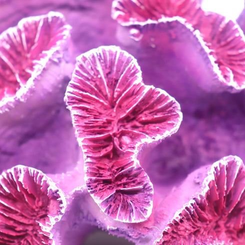 Coral Reef Aquarium Decorations, Big Fish Tank Ornaments in Pink and Purple